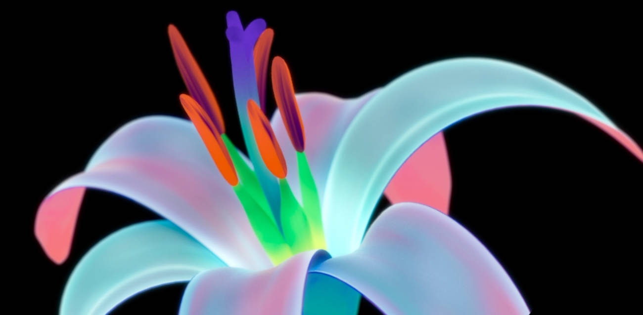 big and beautiful flowers